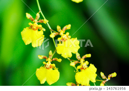 yellow oncidium orchid or yellow orchid flower or orchid yellow oncidium orchid or yellow orchid flower or orchid 143761956