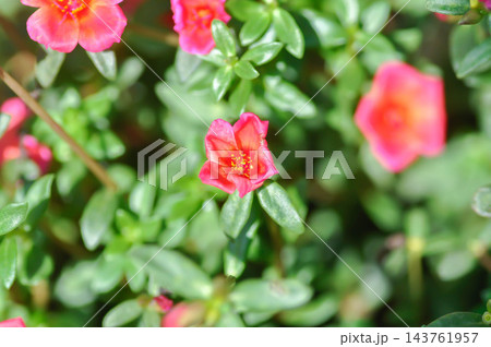 Common Purslane, Little Hogweed, Pigweed or Portulaca grandiflora or Portulaca oleracea L or Portulaca umbraticola Kunth and hybrid or Portulacaceae, Pusley or Verdolaga or pink flower Common Purslane, Little Hogweed, Pigweed or Portulaca grandiflora or Portulaca oleracea L or Portulaca umbraticola Kunth and hybrid or Portulacaceae, Pusley or Verdolaga or pink flower 143761957
