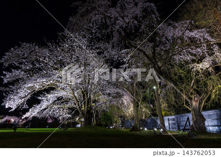 春の秋田県仙北市　日本さくら名所100選　角館武家屋敷通り　夜桜ライトアップ 143762053