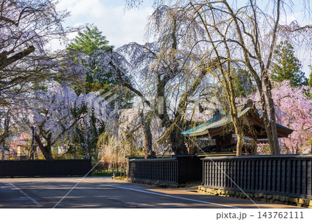 春の秋田県仙北市　日本さくら名所100選　桜満開の角館武家屋敷通り 143762111