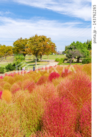 色づき始めたコキアが綺麗な公園(名古屋市港区 戸田川緑地) 色づき始めたコキアが綺麗な公園(名古屋市港区 戸田川緑地) 143762265
