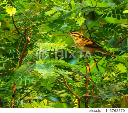 Black-browed Reed Warbler bird, Acrocephalus bistrigiceps, on a brach, Phuket, Thailand Black-browed Reed Warbler bird, Acrocephalus bistrigiceps, on a brach, Phuket, Thailand 143762270
