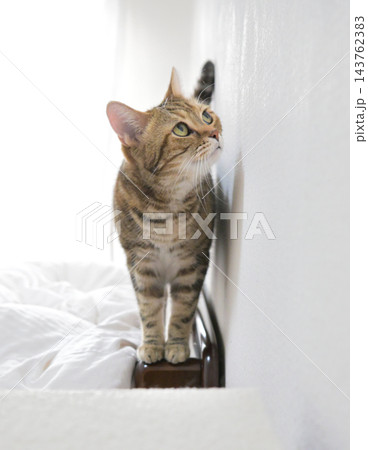 前足をそろえてこちらを見るアメリカンショートヘアの猫 前足をそろえてこちらを見るアメリカンショートヘアの猫 143762383