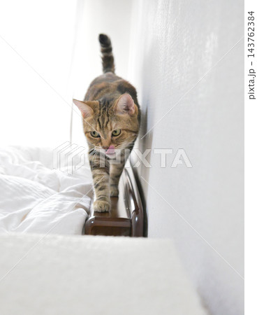 前足をそろえてこちらを見るアメリカンショートヘアの猫 前足をそろえてこちらを見るアメリカンショートヘアの猫 143762384