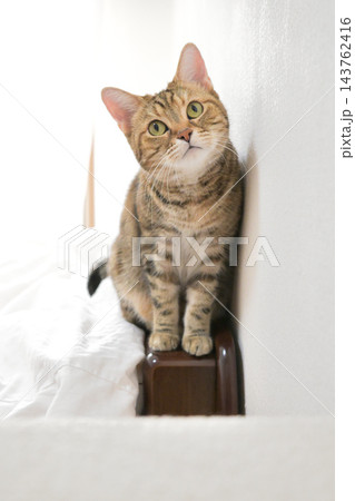 前足をそろえてこちらを見るアメリカンショートヘアの猫 前足をそろえてこちらを見るアメリカンショートヘアの猫 143762416