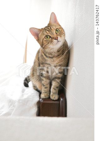 前足をそろえてこちらを見るアメリカンショートヘアの猫 前足をそろえてこちらを見るアメリカンショートヘアの猫 143762417
