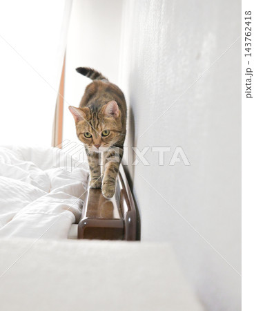 前足をそろえてこちらを見るアメリカンショートヘアの猫 前足をそろえてこちらを見るアメリカンショートヘアの猫 143762418