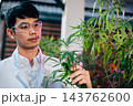 Asian man in lab coat is holding leaf of a cannabis sativa plant, doctor marijuana researcher wearing safety goggles and he is examining the plant 143762600