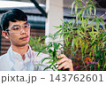 Asian man in lab coat is holding leaf of a cannabis sativa plant, doctor marijuana researcher wearing safety goggles and he is examining the plant 143762601