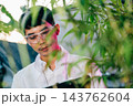Asian man checking hemp plants in the field writing on clipboard in front of a plant of a cannabis sativa, Scientist wearing safety goggles check quality control marijuana researcher 143762604