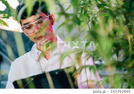 Asian man checking hemp plants in the field writing on clipboard in front of a plant of a cannabis sativa, Scientist wearing safety goggles check quality control marijuana researcher 143762605