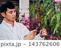Marijuana researcher Asian man using magnifying glass look at cannabis sativa hemp plants in cannabis farms, Examining plants with magnifying 143762606