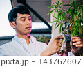 Marijuana researcher Asian man using magnifying glass look at cannabis sativa hemp plants in cannabis farms, Examining plants with magnifying 143762607