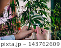 Marijuana researcher Asian man using magnifying glass look at cannabis sativa hemp plants in cannabis farms, Examining plants with magnifying 143762609