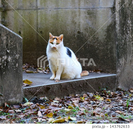 太めのみけねこ　秋の日　落ち葉の石段 143762633