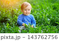 Small Infant Explores Lush Meadow Foliage, Wearing Blue Sweater While Relaxing Quietly In Park. Joyful Toddler Gazes Happily Forward While Discovering Fresh Plant Life Under Glowing Sunlight. 143762756