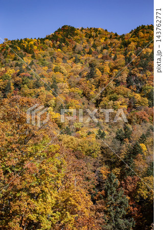 定山渓の紅葉 定山渓の紅葉 143762771