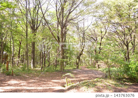 群馬 公園内の遊歩道 群馬 公園内の遊歩道 143763076