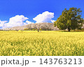 権現堂堤の菜の花畑の絶景 143763213