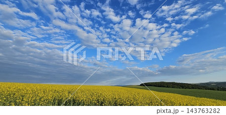 Panoramic rural landscape with a yellow rapeseed field beneath a vast vibrant blue sky. 143763282