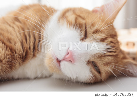 Relaxed ginger and white cat lying on a table in warm sunlight at home 143763357