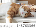 Relaxed ginger and white cat lying on a table in warm sunlight at home 143763366