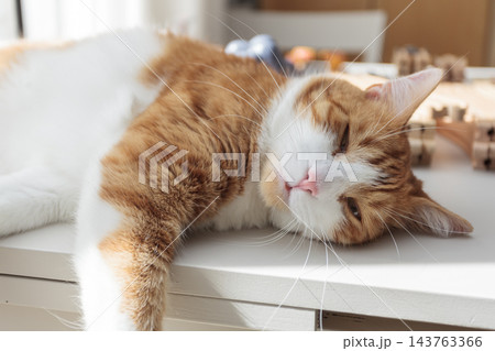 Relaxed ginger and white cat lying on a table in warm sunlight at home 143763366