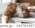 Relaxed ginger and white cat lying on a table in warm sunlight at home 143763367