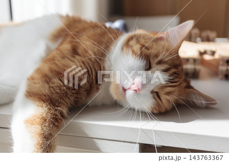 Relaxed ginger and white cat lying on a table in warm sunlight at home Relaxed ginger and white cat lying on a table in warm sunlight at home 143763367