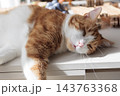 Relaxed ginger and white cat lying on a table in warm sunlight at home 143763368