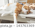 Relaxed ginger and white cat lying on a table in warm sunlight at home 143763369