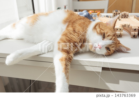 Relaxed ginger and white cat lying on a table in warm sunlight at home Relaxed ginger and white cat lying on a table in warm sunlight at home 143763369