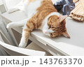 Relaxed ginger and white cat lying on a table in warm sunlight at home 143763370