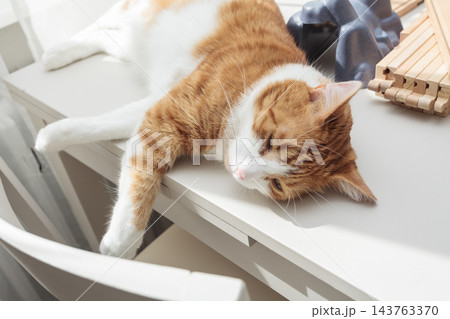 Relaxed ginger and white cat lying on a table in warm sunlight at home Relaxed ginger and white cat lying on a table in warm sunlight at home 143763370