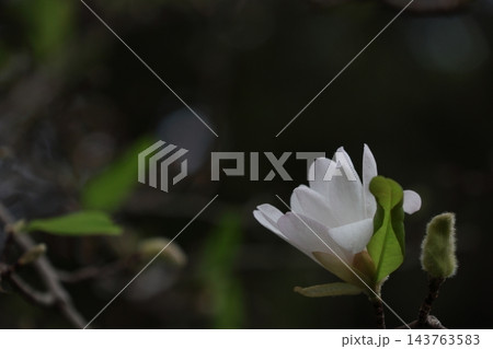 柔らかな光をまとうコブシの花 柔らかな光をまとうコブシの花 143763583