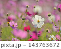 コスモス　秋イメージ 143763672