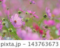 コスモス　秋イメージ 143763673