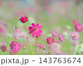 コスモス　秋イメージ 143763674