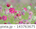 コスモス　秋イメージ 143763675