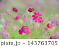 コスモス　秋イメージ 143763705