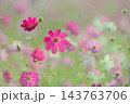 コスモス　秋イメージ 143763706