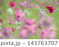 コスモス　秋イメージ 143763707