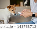 Jack Russell terrier dog smelling toothbrush before teeth cleaning 143763712