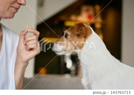 Jack Russell terrier looking at a treat in woman hand, owner training dog 143763713