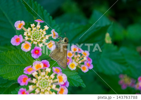 花の蜜を吸う小さなセセリチョウ 143763788