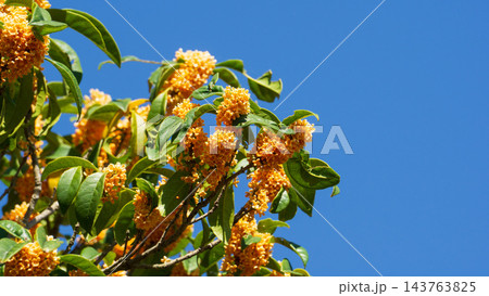 金木犀の満開の花と秋晴れの青空 金木犀の満開の花と秋晴れの青空 143763825