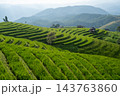 Green Terraced Rice Fields with Mountain Background 143763860