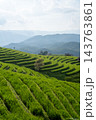 Green Terraced Rice Fields at Pa Bong Piang in Chiang Mai Thailand 143763861