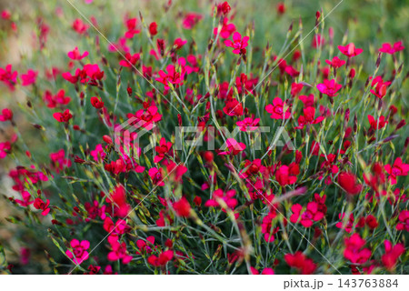 Wild Maiden Pink Dianthus Flowers Growing in Green Grass 143763884