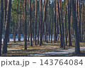 Trunks of young pine trees in a winter forest 143764084